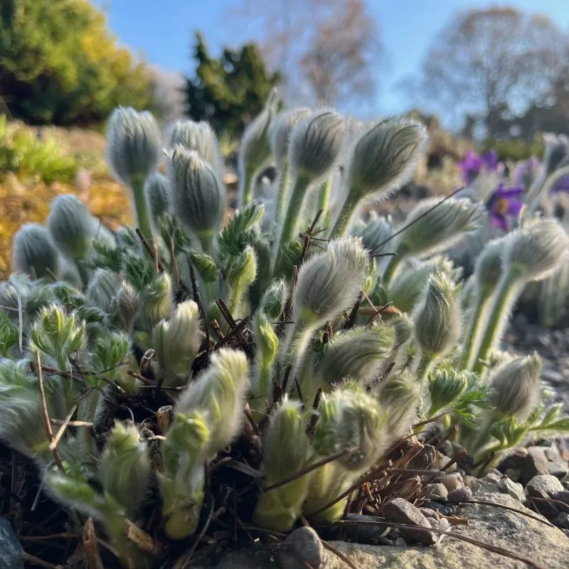 IMG 1139 edited 800x800