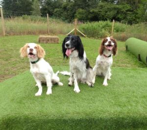 Spinger Rescue Scotland