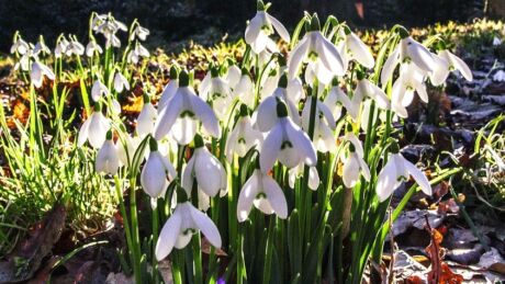 Snowdrops Blog 845 x 475 pix
