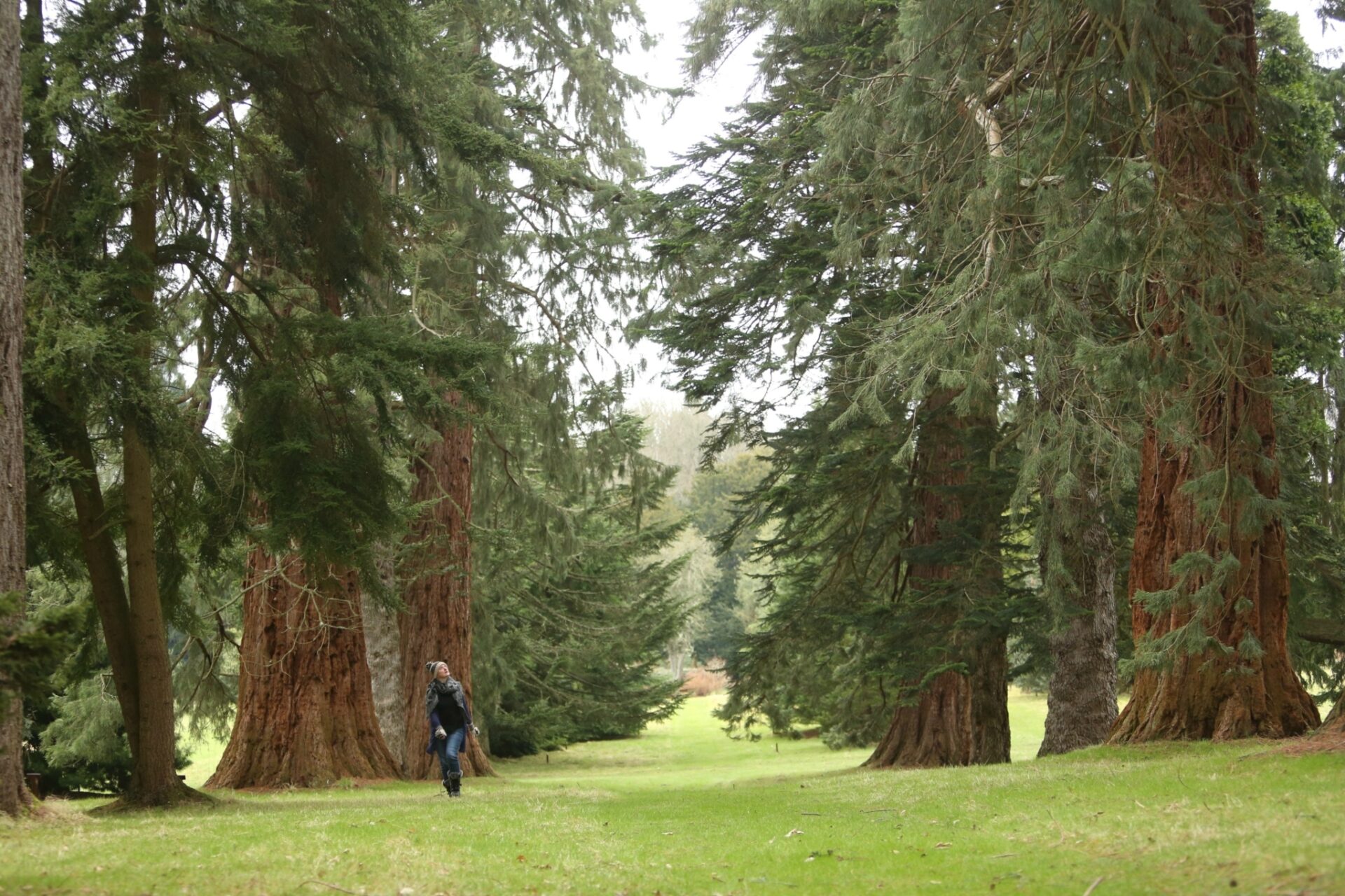 Victorian Pinetum