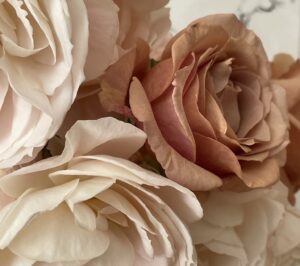 480391203 1152277306572825 3365426140196849159 n