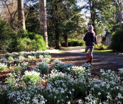 Snowdrop festival