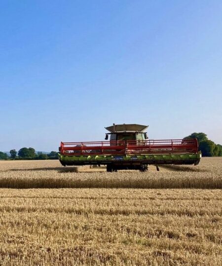 Scone Estates Carrot Farming