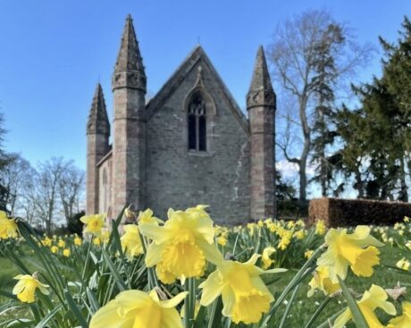 Easter Daffodils at Scone