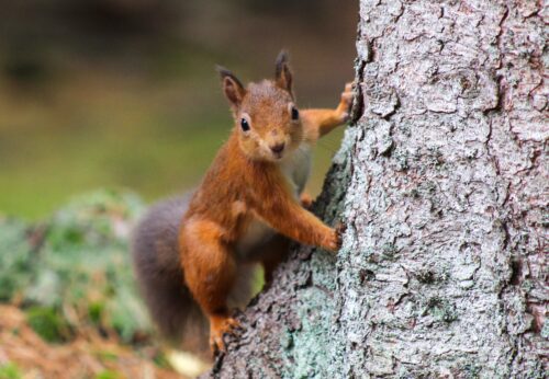 Red Squirrel in Grounds of Scone Palace