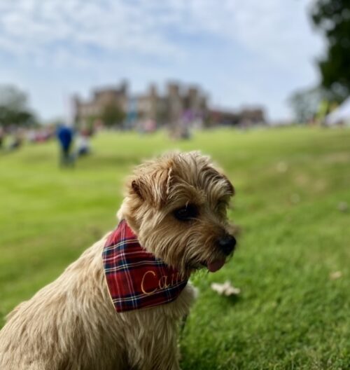 Camino at Paws at the Palace 2021