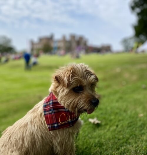 Camino at Paws at the Palace 2021