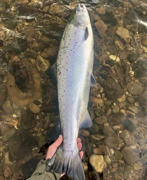 Fish Caught and Released on the River Tay