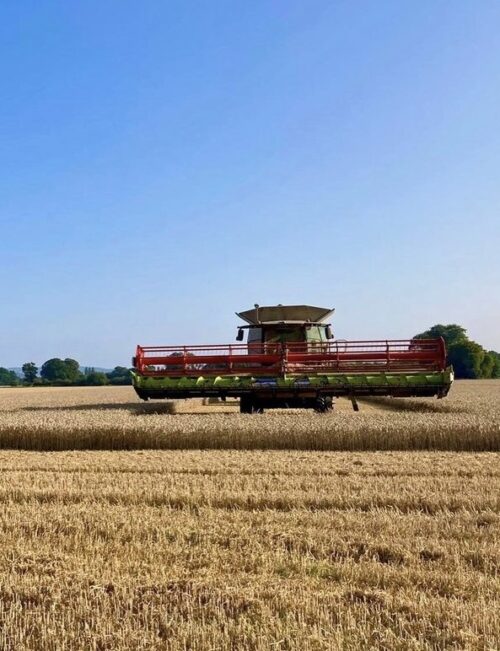 Scone Estates Carrot Farming