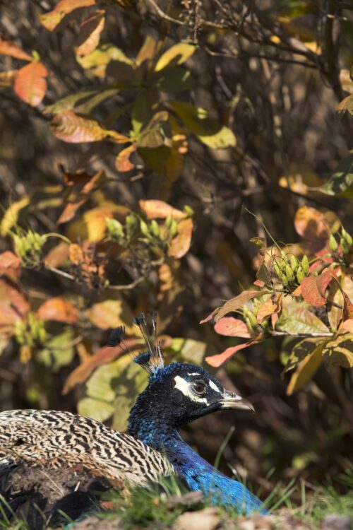 Scone Peacock in Autumn