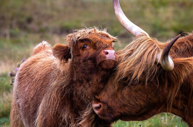 Highland Cow Mother and Baby