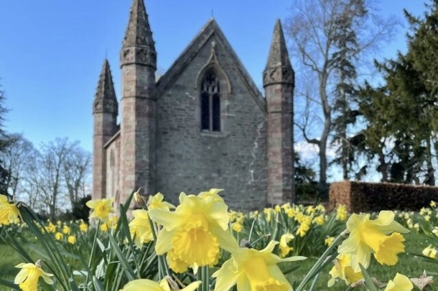 Easter Daffodils at Scone