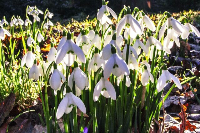 Snowdrops Blog 1920 x 1010 pix
