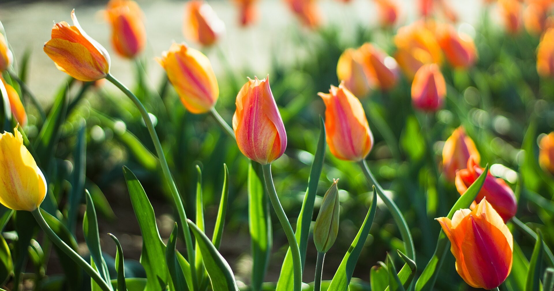 British Cut Flowers Week banner 1920 x 1010 px