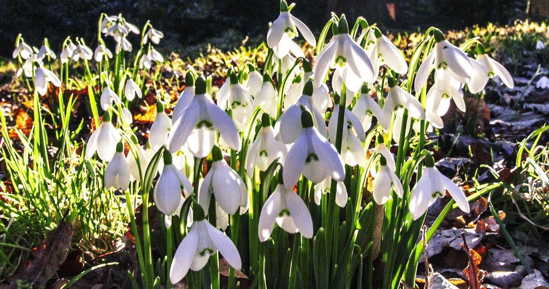 Snowdrops Blog 2 1920 x 1010 pix