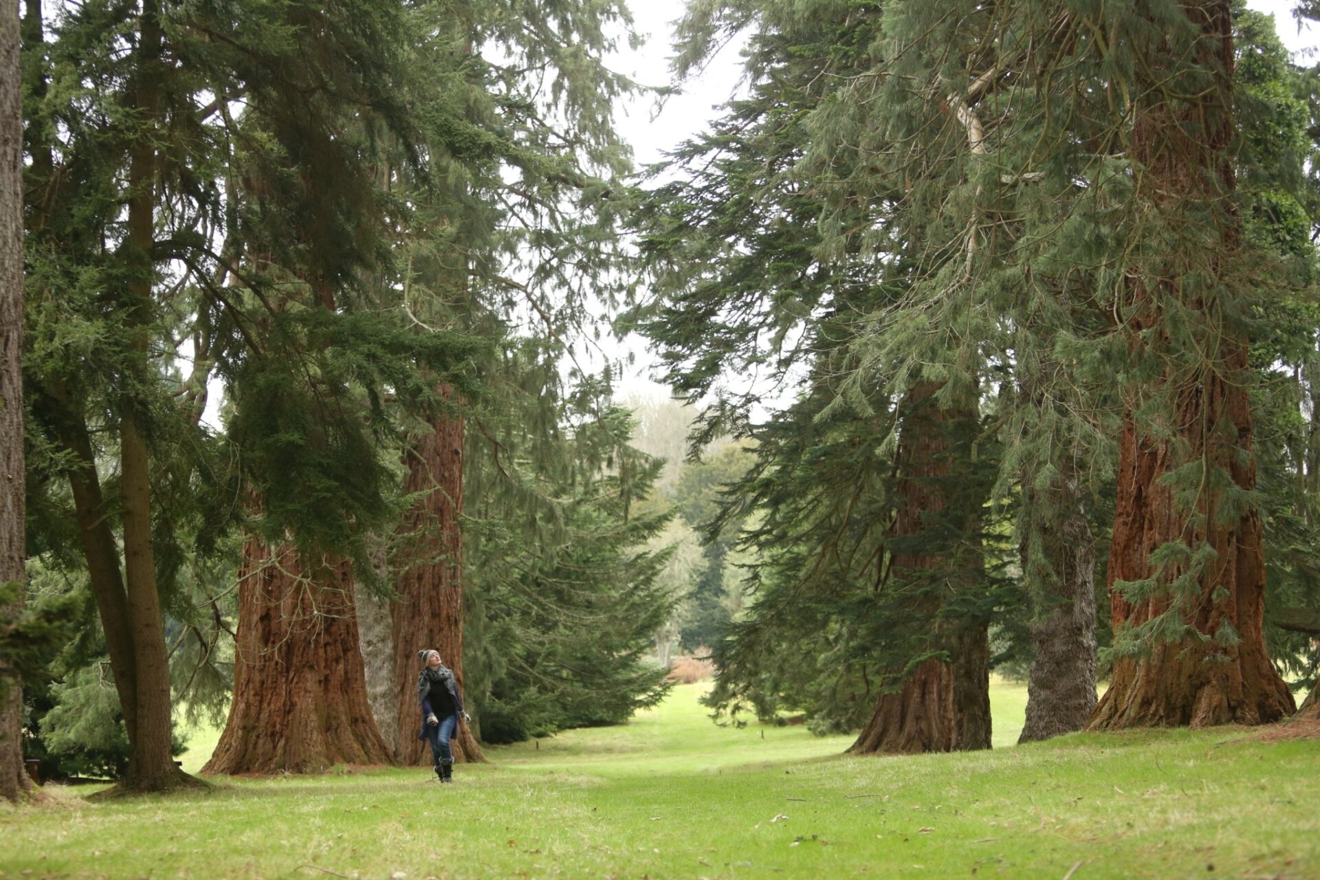 Victorian Pinetum