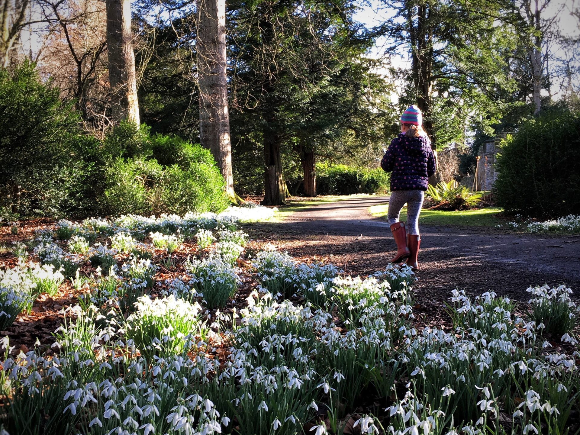Snowdrop festival