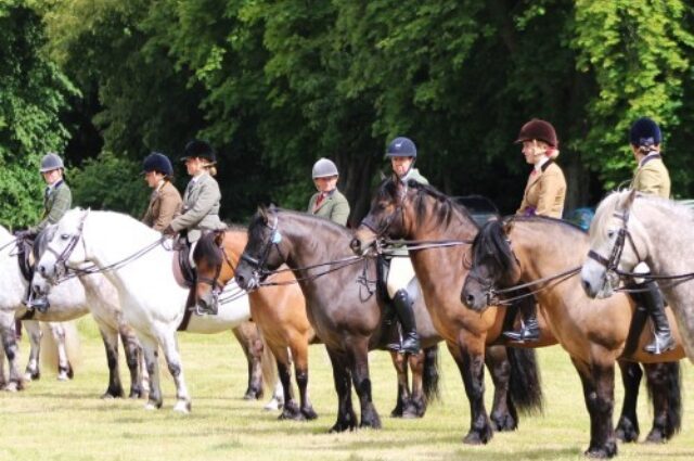 194fa1d8ff5 Highland Pony line up sq500