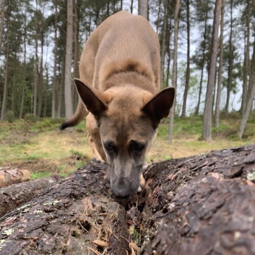 2 C610 ECF 0 AB7 4942 931 B 665 B30 A74770 1 105 c edit