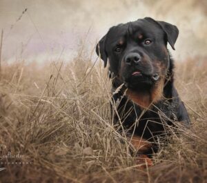 Carrie dog photographer