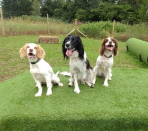 Spinger Rescue Scotland