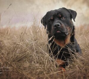 Carrie dog photographer