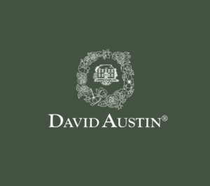 David austin roses