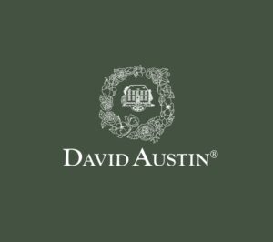 David austin roses