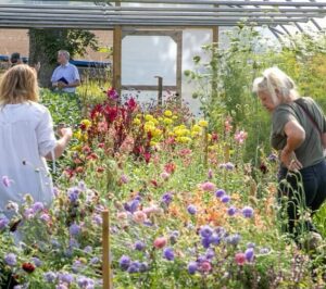 Flowers grown in scotland