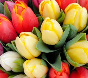 The Rowan Tree Garden Centre