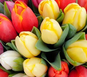 The Rowan Tree Garden Centre