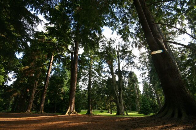 Pinetum