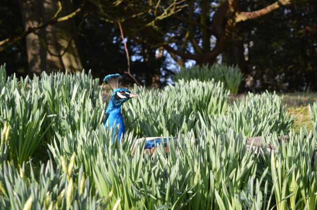 Elegance in Hiding 1