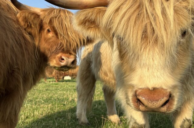 1333aeb1 40bd 41e5 bc29 eb1505bcacdd