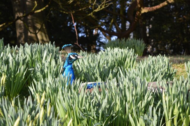 Elegance in Hiding 1