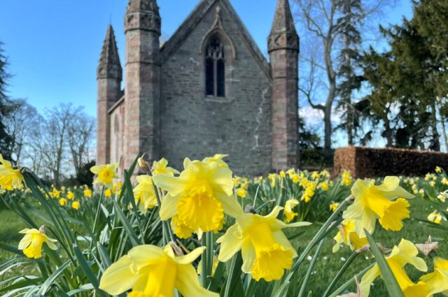 Daffodils Chapel Square