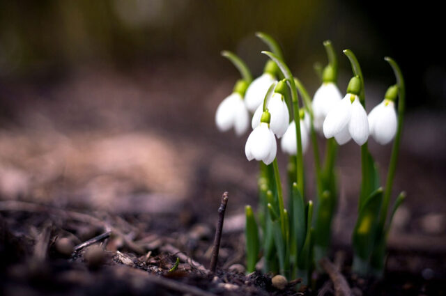 Snowdrops
