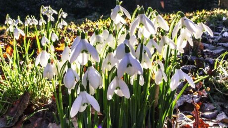 Snowdrops Blog 845 x 475 pix