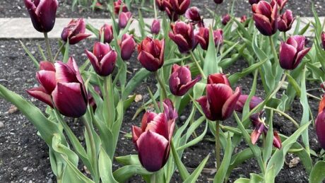 British Cut Flowers Week thumbnail 845 x 475 px